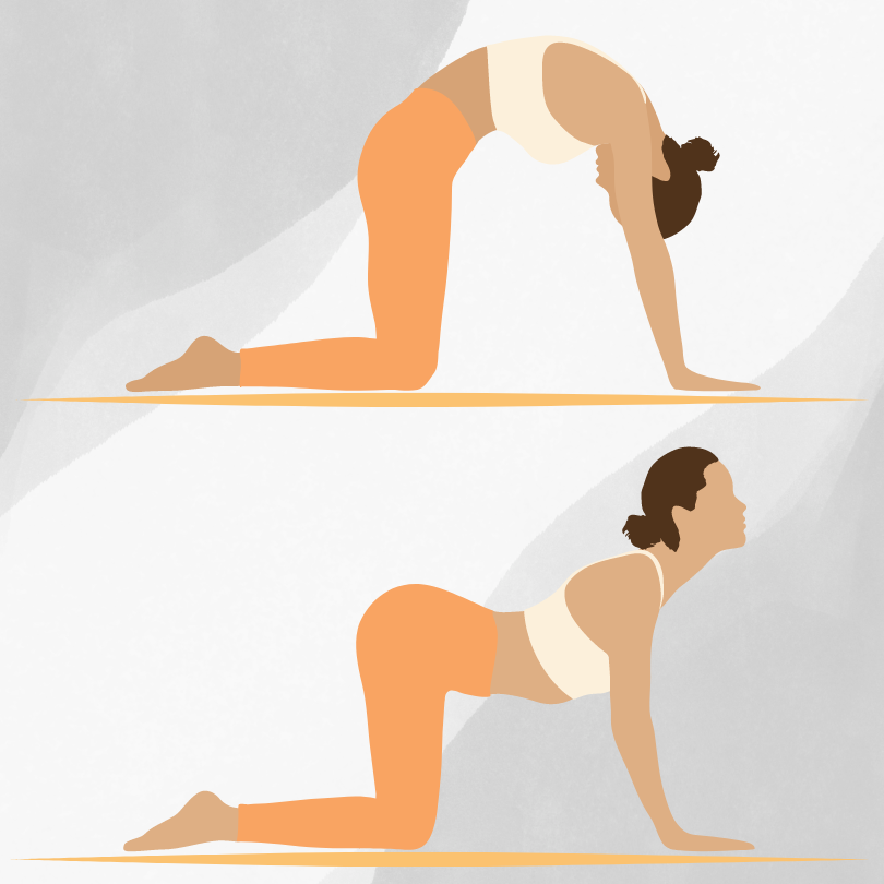 Yoga During Pregnancy 
Cat and Cow Pose  (Marjaryasana-Bitilasana/Chakravakrasana)